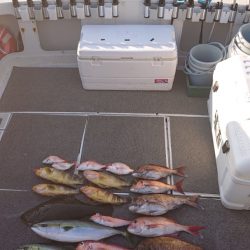 ARCADIAⅡ (アルカディアⅡ) 釣果