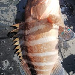 第二龍勢丸 釣果