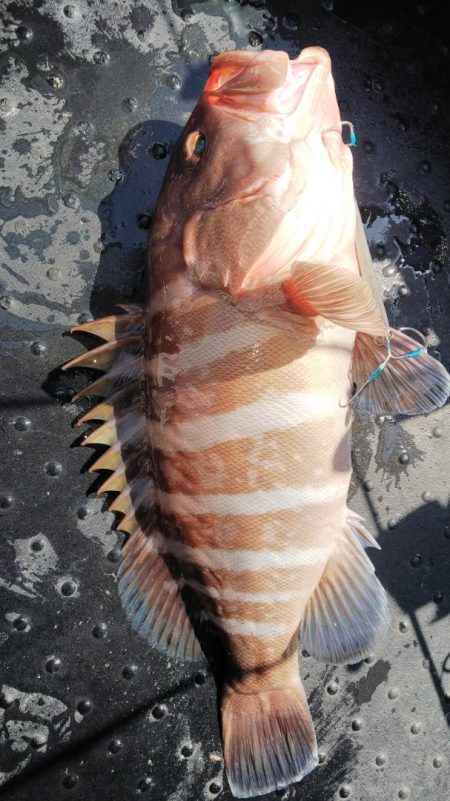 第二龍勢丸 釣果