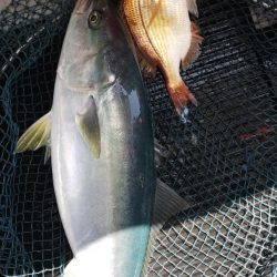 第二龍勢丸 釣果