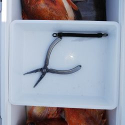 第二龍勢丸 釣果