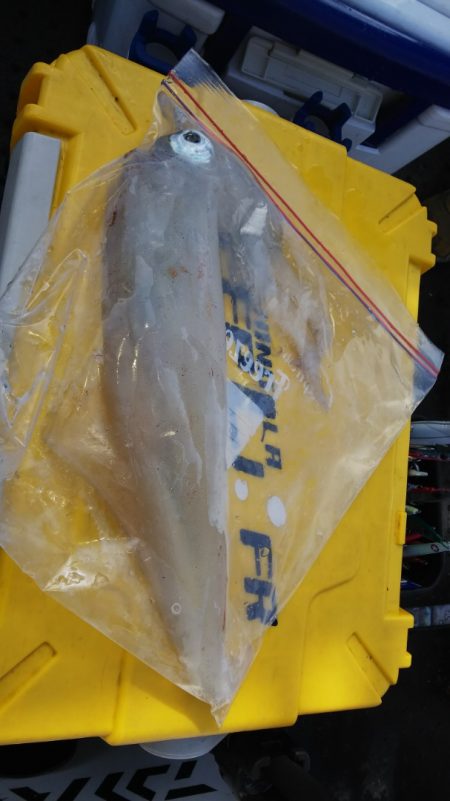 第二龍勢丸 釣果