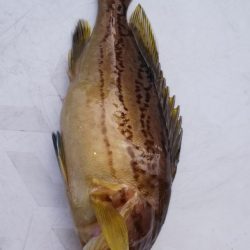 第二龍勢丸 釣果