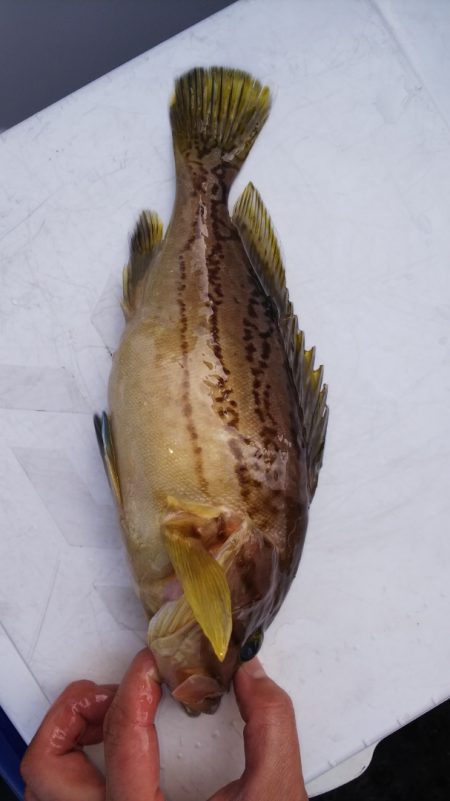 第二龍勢丸 釣果