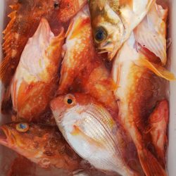 第二龍勢丸 釣果