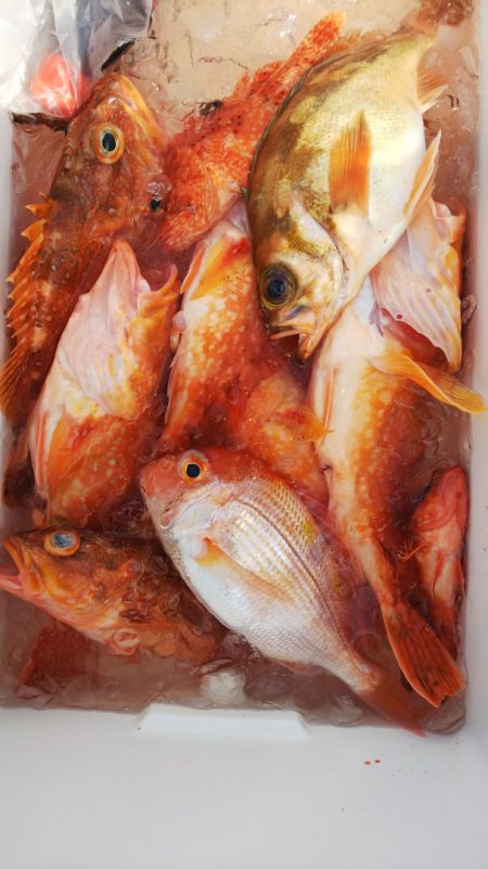 第二龍勢丸 釣果