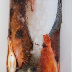 第二龍勢丸 釣果