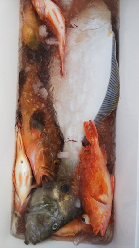 第二龍勢丸 釣果