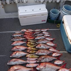 ARCADIAⅡ (アルカディアⅡ) 釣果