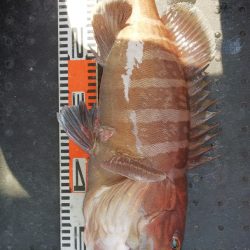 第二龍勢丸 釣果