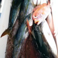 LUSTER『ラスター』 釣果