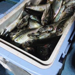 シースナイパー海龍 釣果