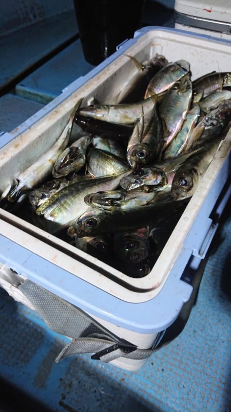 シースナイパー海龍 釣果