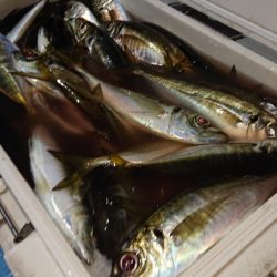 シースナイパー海龍 釣果