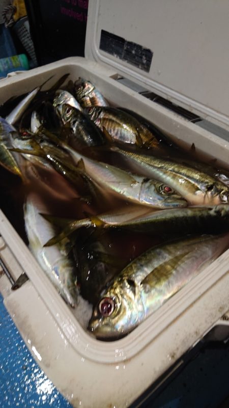 シースナイパー海龍 釣果