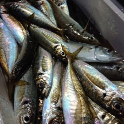 シースナイパー海龍 釣果