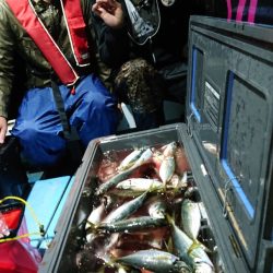 シースナイパー海龍 釣果