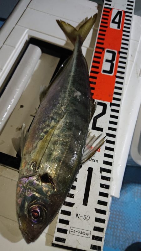 シースナイパー海龍 釣果