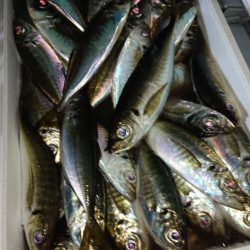 シースナイパー海龍 釣果