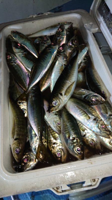 シースナイパー海龍 釣果