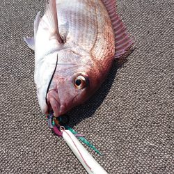 ARCADIAⅡ （アルカディアⅡ） 釣果