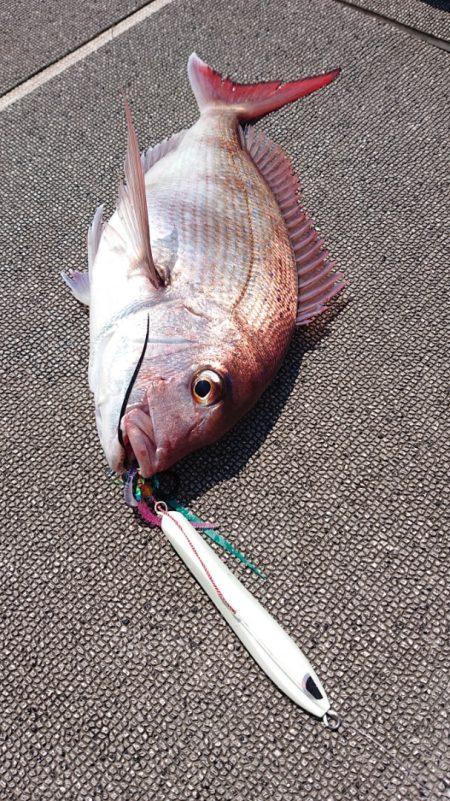 ARCADIAⅡ （アルカディアⅡ） 釣果