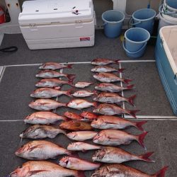 ARCADIAⅡ （アルカディアⅡ） 釣果