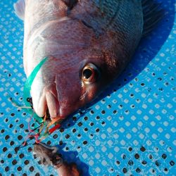 竹宝丸 釣果