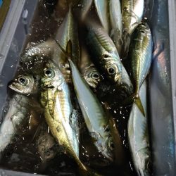 シースナイパー海龍 釣果