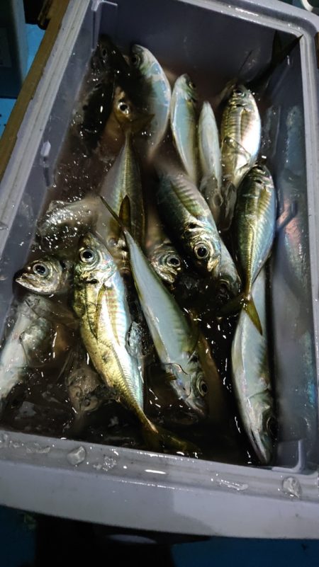 シースナイパー海龍 釣果