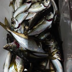シースナイパー海龍 釣果