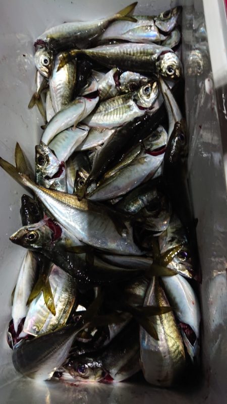 シースナイパー海龍 釣果