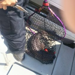 ブルドック 釣果