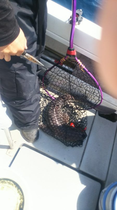 ブルドック 釣果