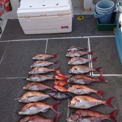 ARCADIAⅡ (アルカディアⅡ) 釣果