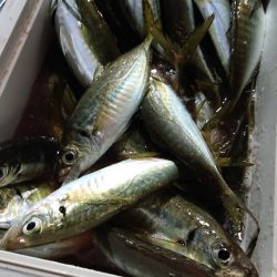 シースナイパー海龍 釣果