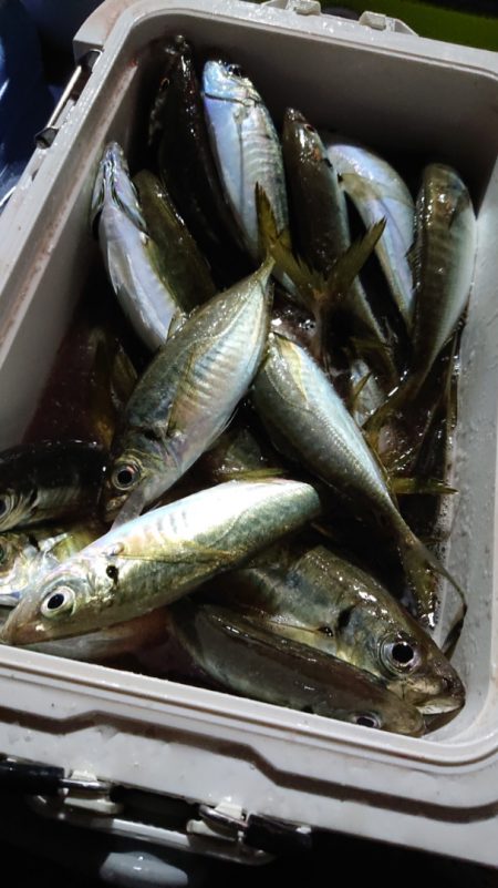 シースナイパー海龍 釣果