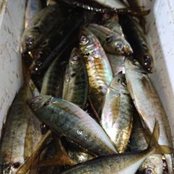 シースナイパー海龍 釣果