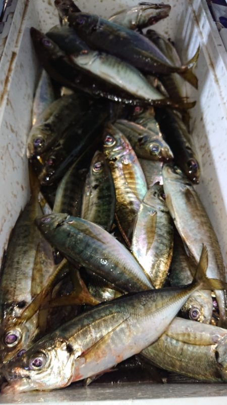 シースナイパー海龍 釣果