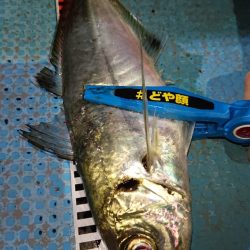 シースナイパー海龍 釣果