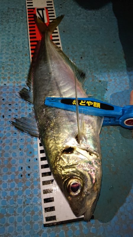 シースナイパー海龍 釣果