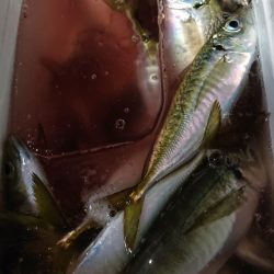 シースナイパー海龍 釣果