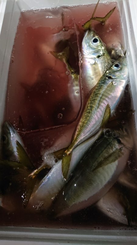 シースナイパー海龍 釣果