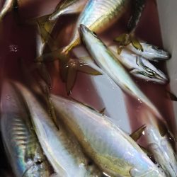 シースナイパー海龍 釣果