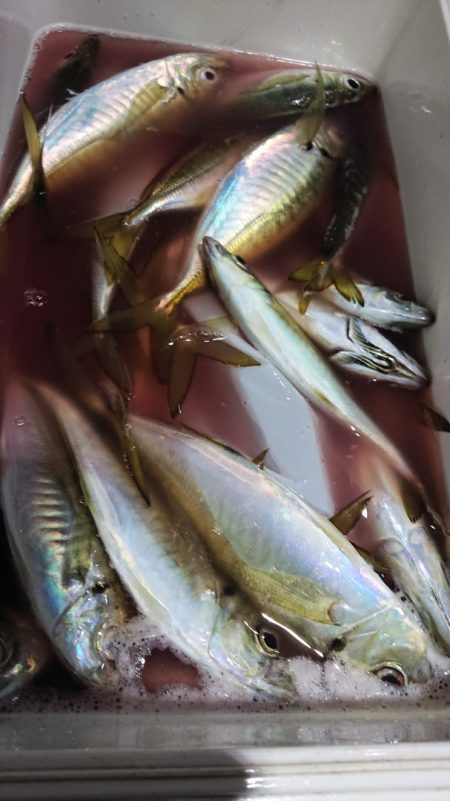 シースナイパー海龍 釣果