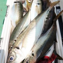 金沢八景鴨下丸 釣果