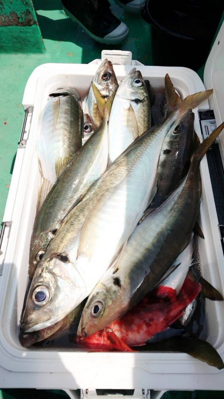 金沢八景鴨下丸 釣果