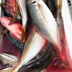 金沢八景鴨下丸 釣果