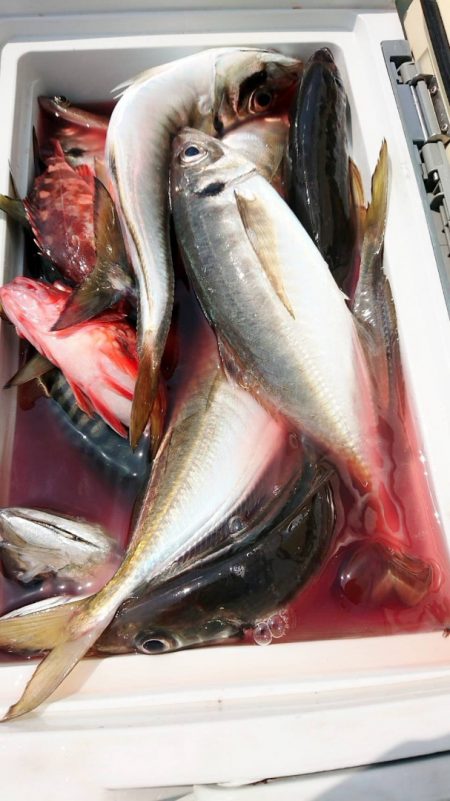 金沢八景鴨下丸 釣果