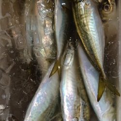 シースナイパー海龍 釣果